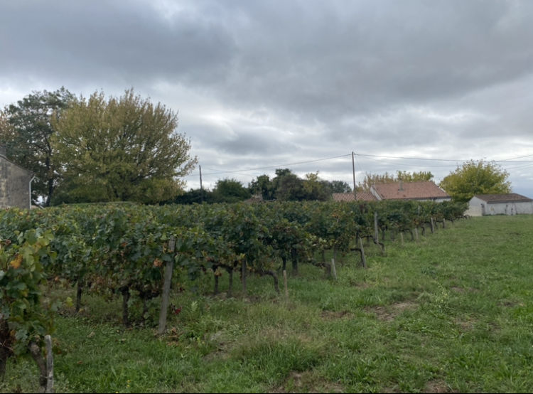 Terrain constructible Plassac  (Gironde 33)