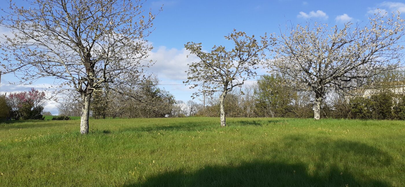 Terrain constructible Ribérac  (Dordogne 24)