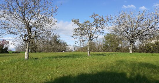 Terrain constructible Ribérac  (Dordogne 24)